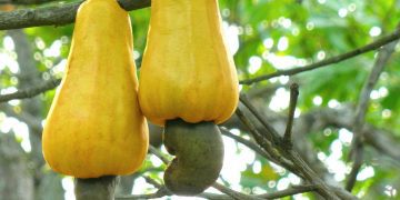 tea tree oil for removing skin tags