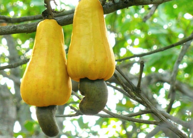 tea tree oil for removing skin tags